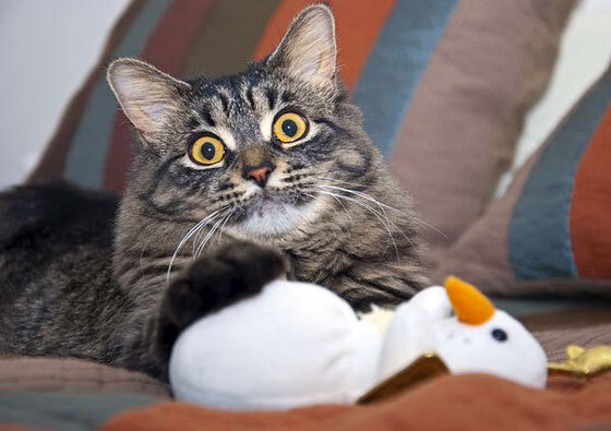 球员体能管理出色,密集赛程无惧挑战,nba球员体能