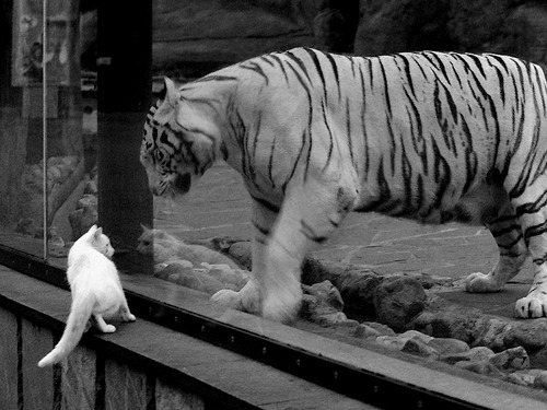 球队领袖退役后关键替补能否顶上责任空缺，球星退役意味着什么