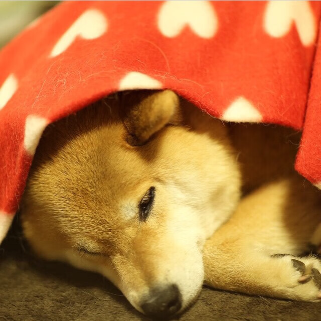 篮板保护意识最强的内线球员，篮板谁最强