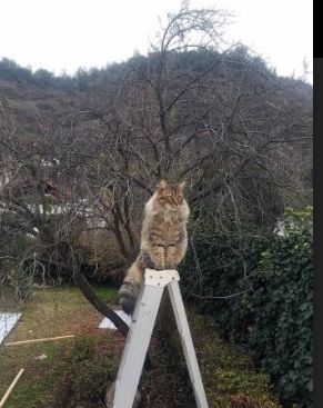 开云体育在线-“马科斯·梅特罗的防守之力，成为阿根廷美洲狮队的重要基石”