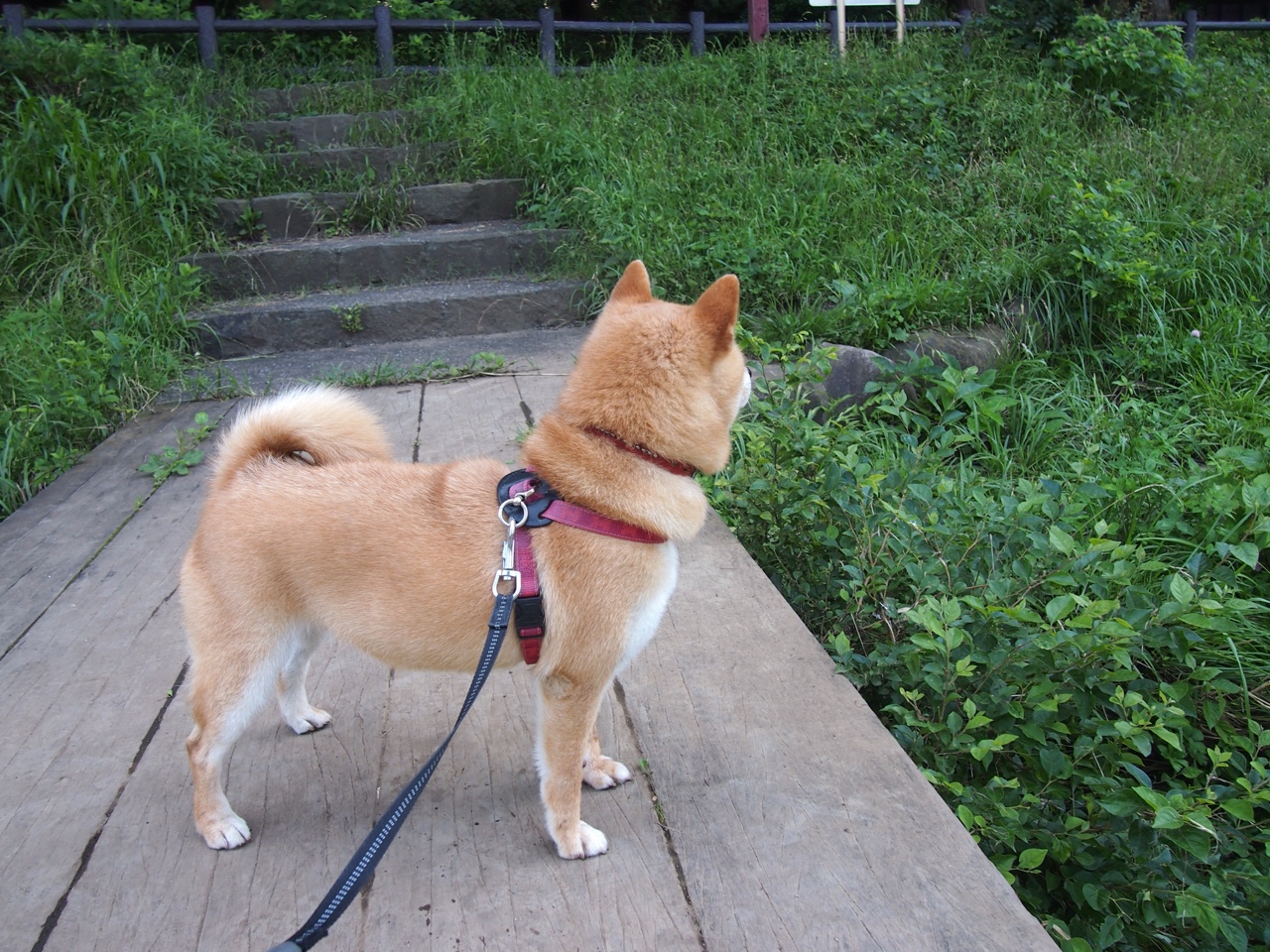 “马科斯·梅特罗的防守之力,成为阿根廷美洲狮队的重要基石”