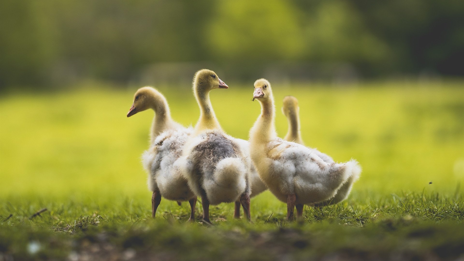 中国足球国家队逐步建立多层次替补人才库,中国足球人才选拔