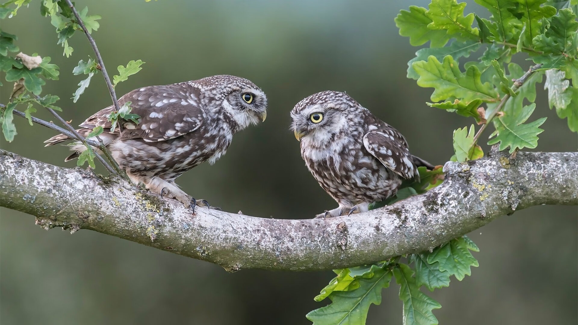 中小学篮球竞赛成绩纳入综合素质评估体系推动体教融合,中小学篮球比赛