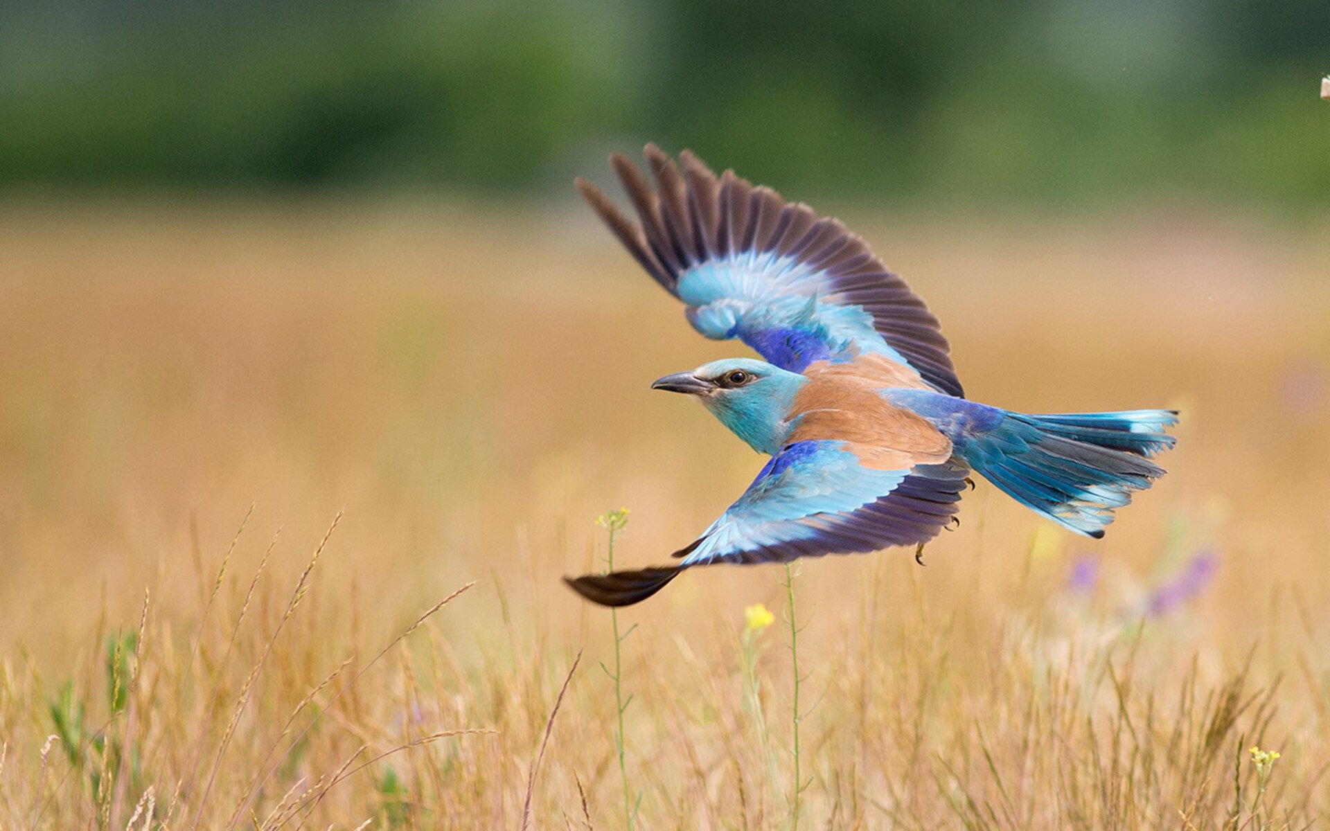 开云体育app在线-乌拉圭女篮在南美锦标赛中夺冠，彰显绝佳实力，乌拉圭篮球赛