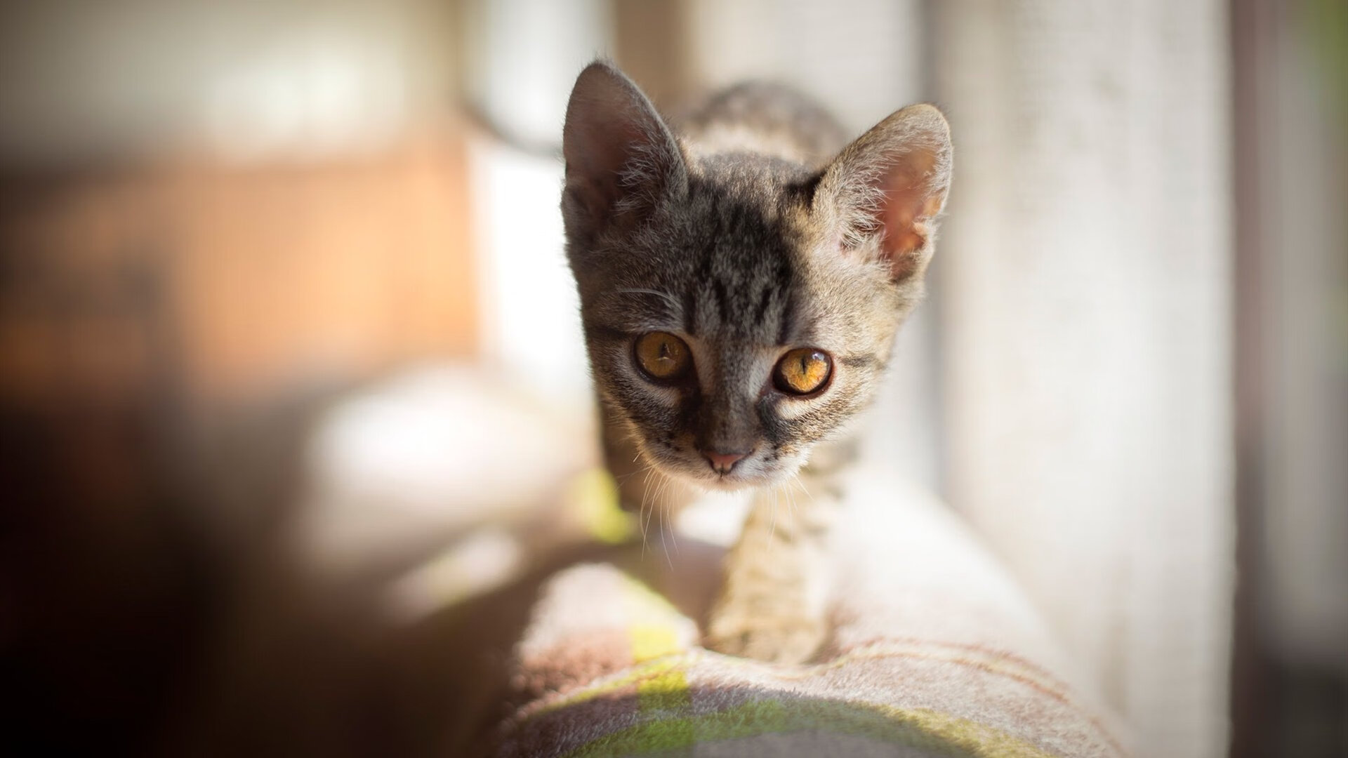 外援集中亮相CBA揭幕战表现抢眼拉动全场观赛热情,cba2022外援