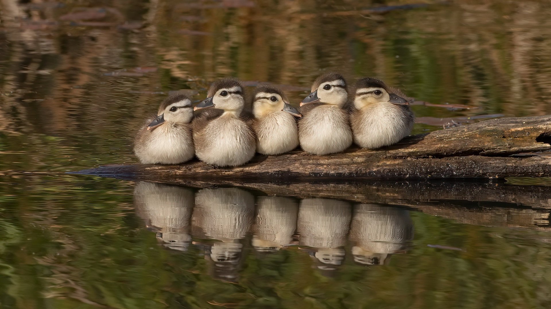 德甲攻守兼备:战略、力量双双出色!,德甲强度