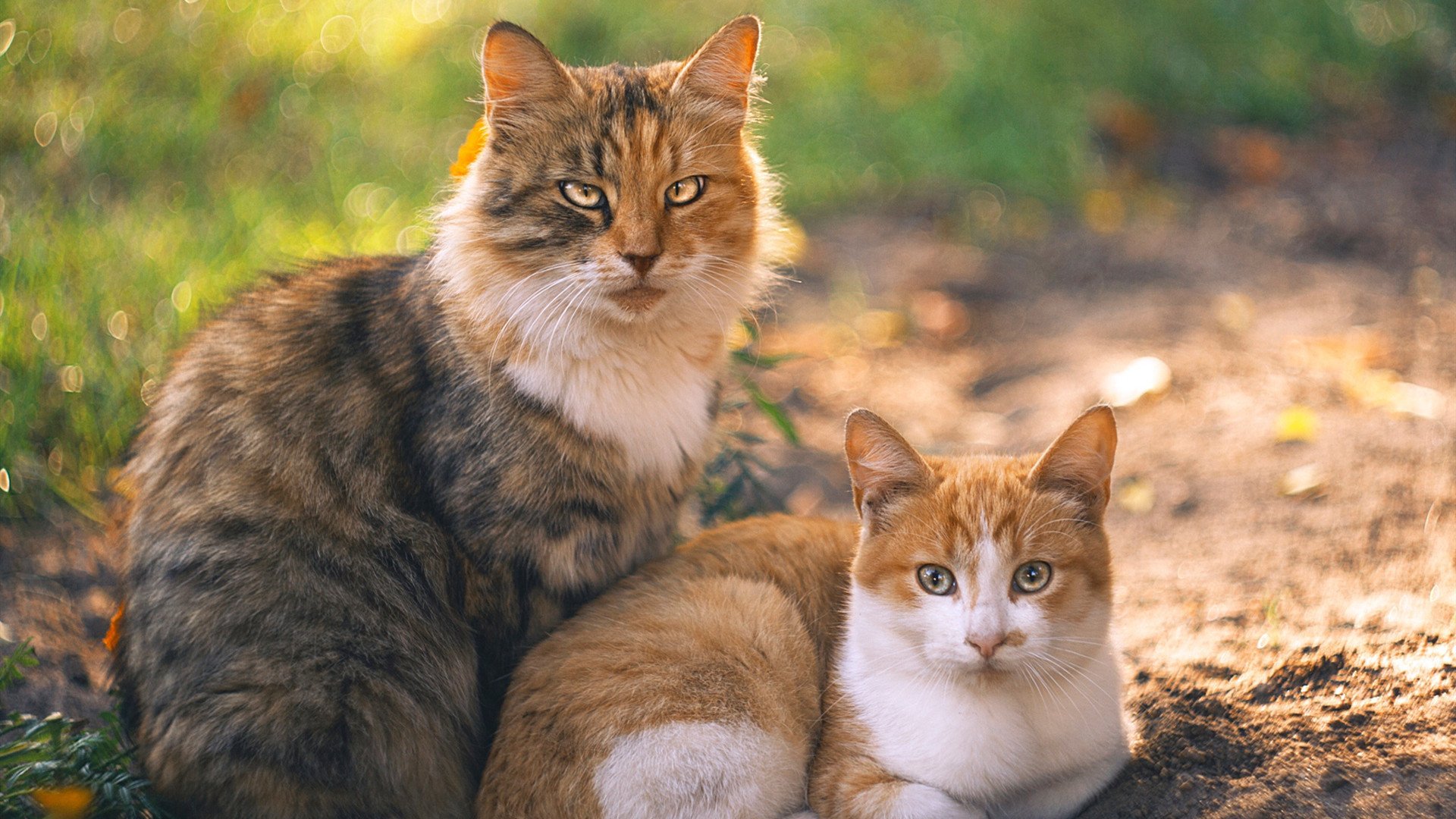 拜仁慕尼黑稳居德甲榜首,争夺多项冠军