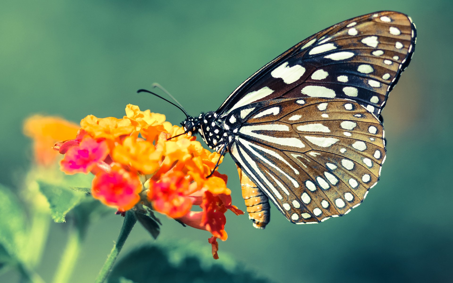 开云体育登录-新西兰橄榄球的未来蓝图：从基层到国际舞台，新西兰橄榄球比赛视频
