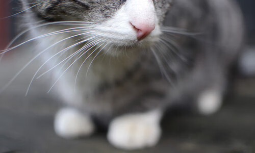 浓眉数据爆表湖人带动全队节奏，湖人浓眉伤势