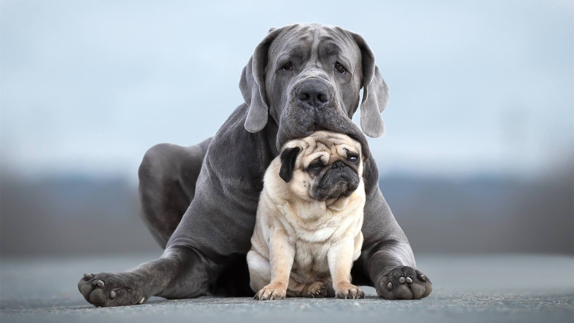 开云体育足球-美洲杯明星大放异彩：个人秀场竞技巅峰，美洲杯新人